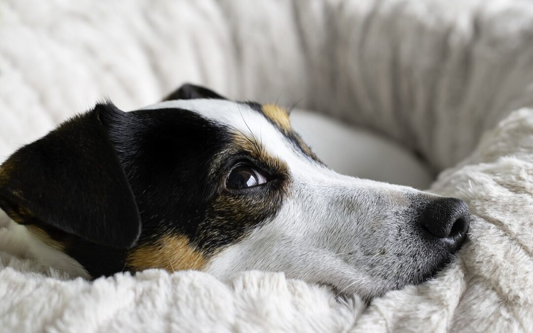 Photo of puppy on dog bed