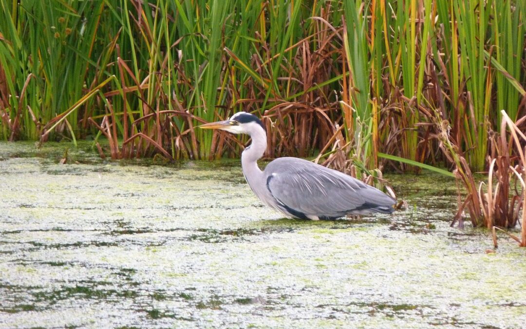 Photo of heron in the lake