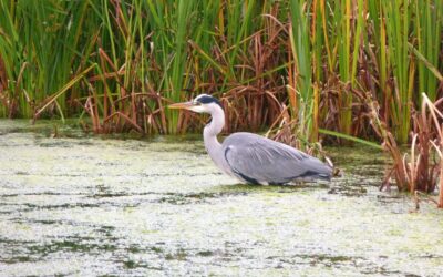 Navigating the Challenges: Planning a Home Build with Swales or Wetlands